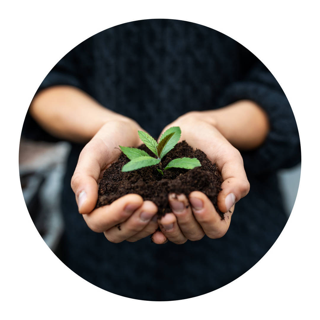 Female gardener holding a sapling with soil.